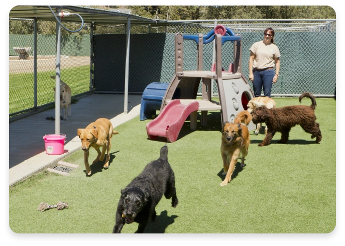 Well-organized pet boarding facility